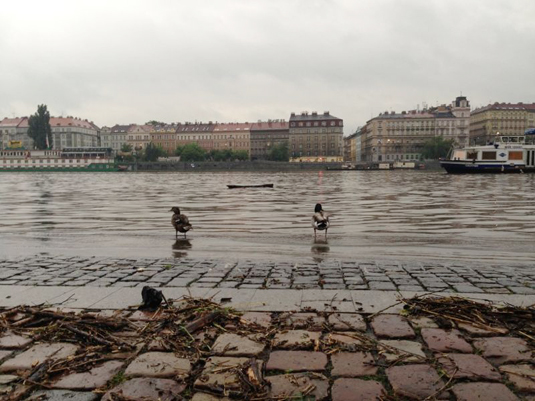 Наводнение в Праге 2013
